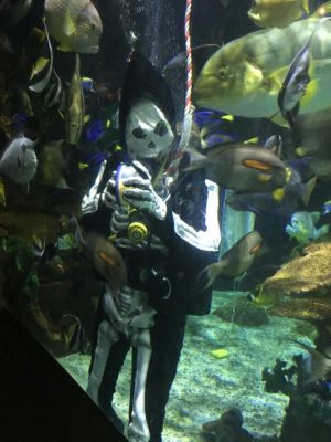 Laurel diving at Boo at the Zoo (Columbus Zoo and Aquarium, 2016)